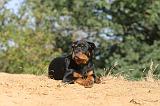 ROTTWEILER 055